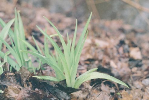 Picture of plant growing.